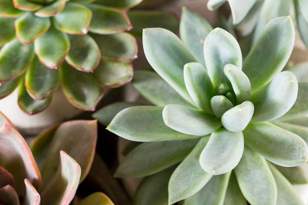 Collection of succulents on a light colored table closeup image