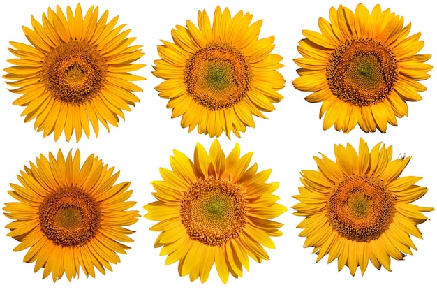 Collection sunflower flowers on a white background