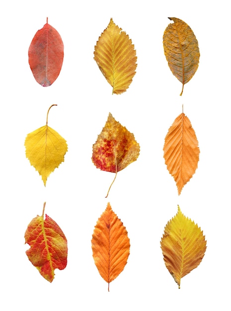 Collection of tree leaves isolated