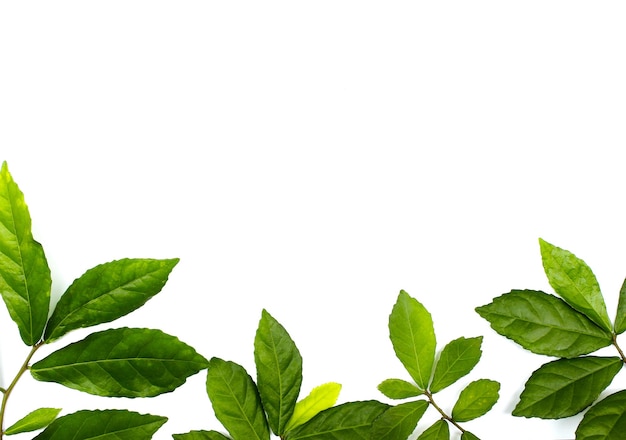 Коллекция тропических зеленых листьев в рамке на белом фоне