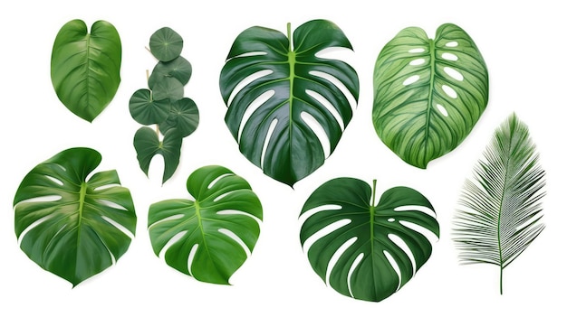 A collection of tropical plants on a white background
