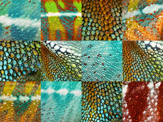 Collection of twelve green reptile skin