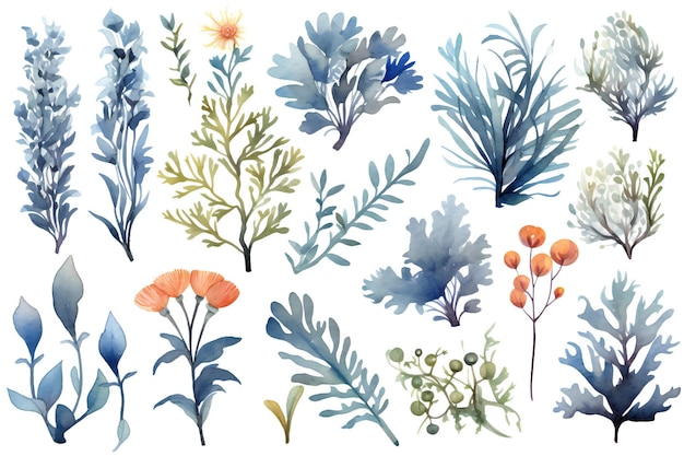 A collection of underwater sea and ocean plants and flowers