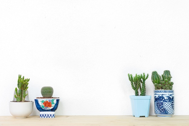 Photo collection of various cactus plants in different pots.