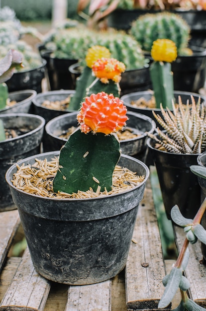 さまざまな鉢のさまざまなサボテン植物のコレクション