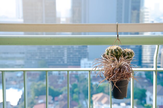 Collection of various cactus and succulent plants in balcony condominium