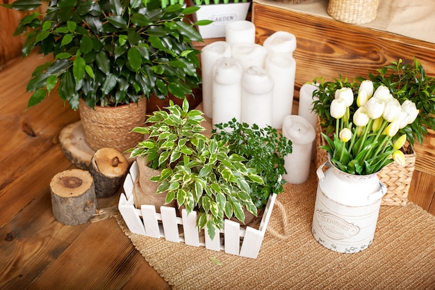 Collection of various home plants in different pots. potted plants at home. potted plants on wooden floor. arrangement wicker flower pots with green house plants. ficus benjamina, natural rustic style