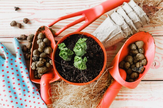 Raccolta di varie piante da appartamento, guanti da giardinaggio, terriccio e cazzuola su legno bianco. priorità bassa delle piante di casa di impregnazione.