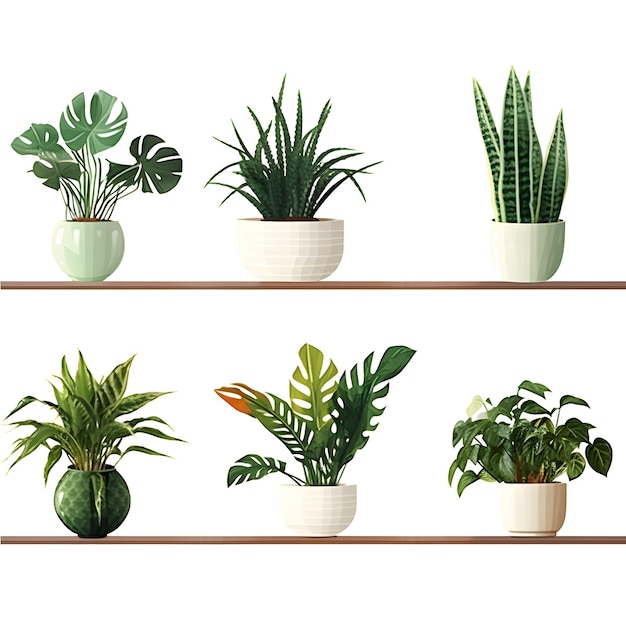 Collection of various houseplants displayed in ceramic pots with transparent background Potted exoti