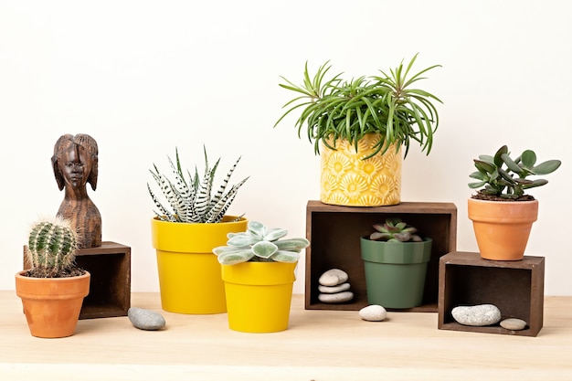 Photo collection of various succulents and plants in colored pots. potted cactus and house plants against light wall. the stylish interior home garden