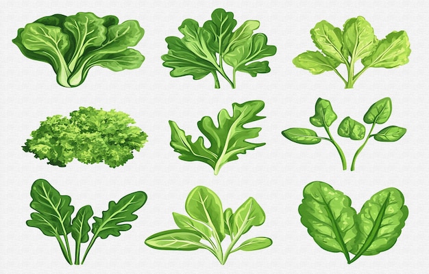 a collection of vegetables including broccoli lettuce and other vegetables