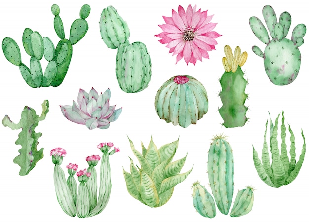 Photo collection of watercolor cactuses isolated