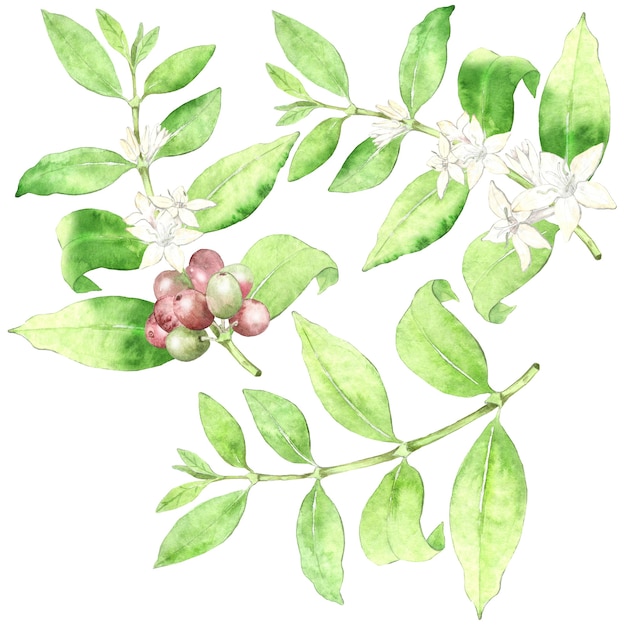 Collection of watercolor coffee plants