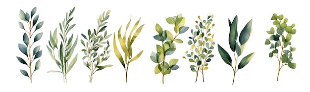 Коллекция акварельных раскрашенных вручную ветвей и листьев на белом фоне Generative AI