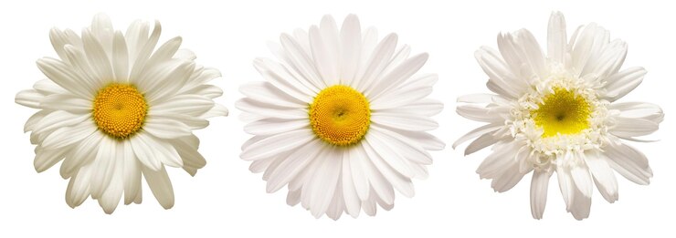 コレクション白いデイジーヘッドの花は白い背景で隔離医療カモミールフラットレイトップビュー花柄オブジェクト