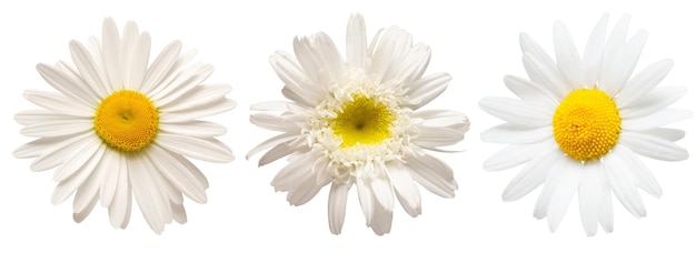 Foto collezione fiore bianco testa a margherita isolato su sfondo bianco camomilla medica vista dall'alto piatto laico oggetto motivo floreale