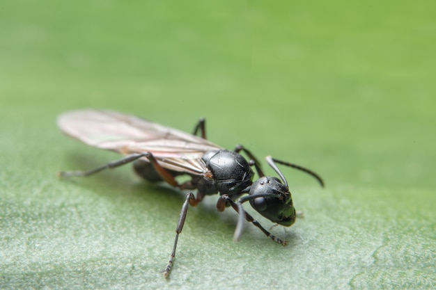 컬렉션 화이트 녹색 매크로 개미 camponotus