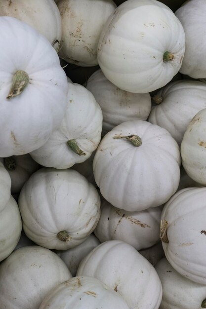 A collection of white pumpkins