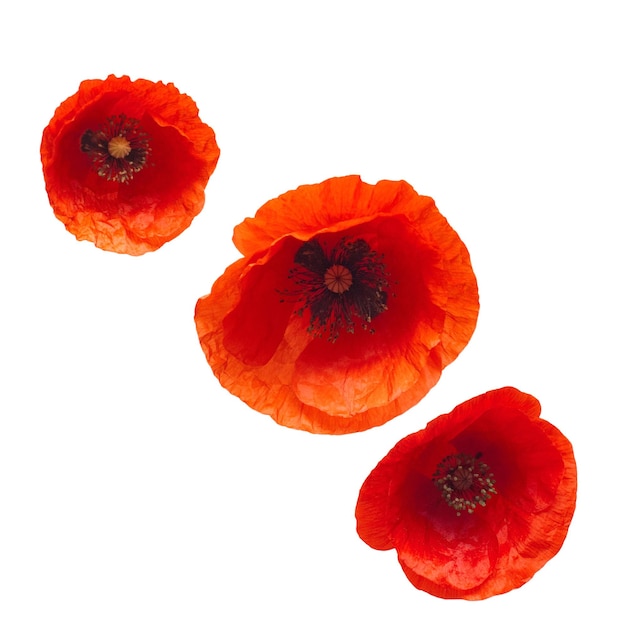 Collection wild red poppy flower isolated on white background. Flat lay, top view