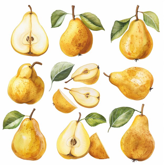 Photo collection of yellow pears with leaves whole halves and pieces of pear on a white background waterco