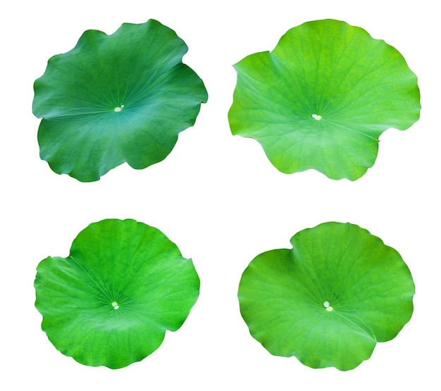 Photo collections lotus leaves isolate on a white background. file contains with clipping path so easy to work.