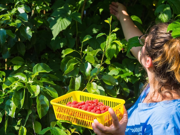 collects raspberries picking berries in the garden eco friendly healthy food natural berries