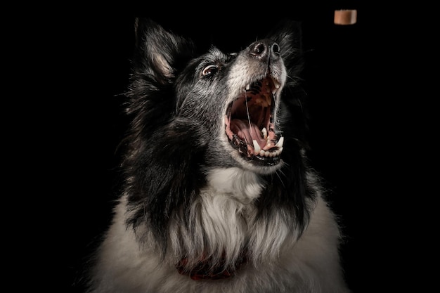 Foto cane collie che cattura un regalo isolato su uno sfondo nero