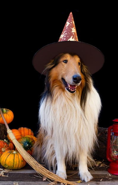 Collie dog dressed for halloween with witch hat