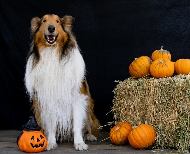 ハロウィーンの装飾の横にあるコリー犬