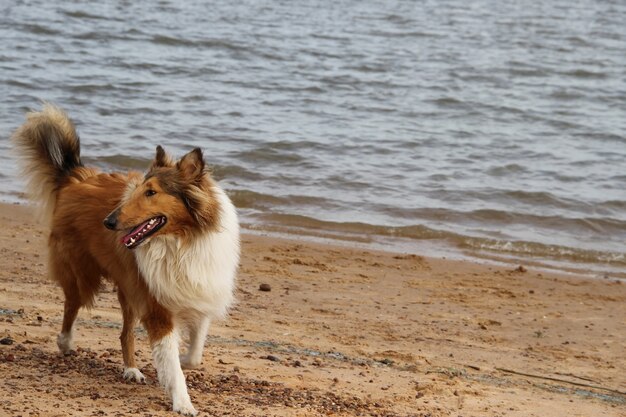 彼女のビーチのコリー犬