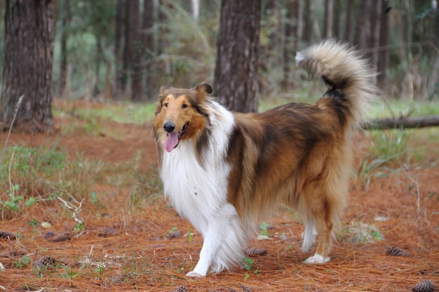 Collie dog in the pine forest