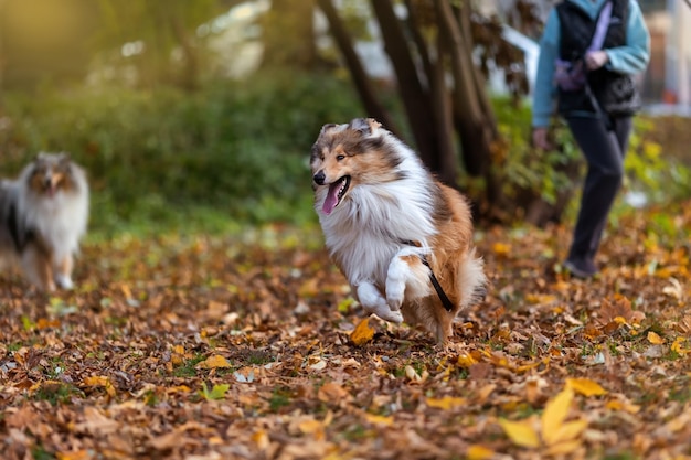 콜리 개는 가을 공원에서 달린다. 가 background.Walking 개와 함께