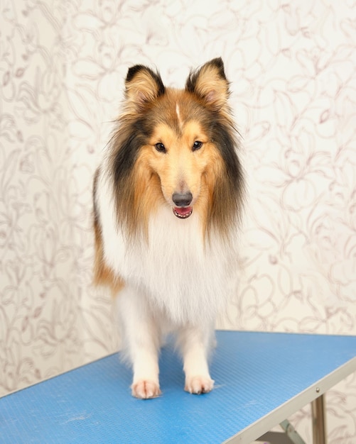 A collie dog with white and red fur stands on a table in the grooming room before the express molt