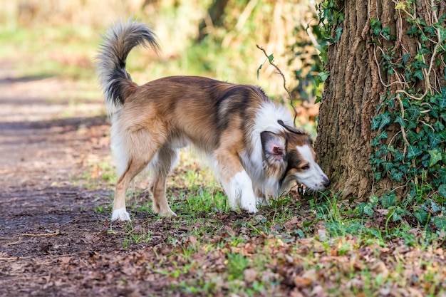 The collie dog