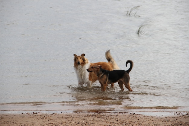 collie-hond op haar strand