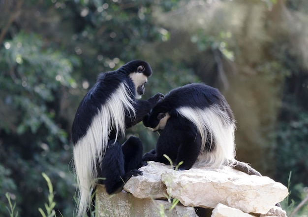 Colobus-apen spelen op een rots