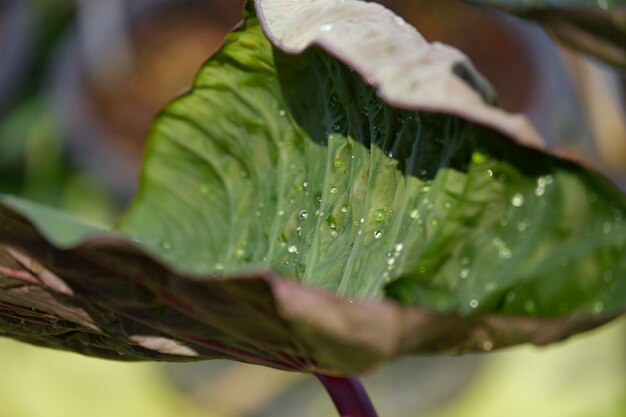 コロカサイヒロベイまたはエスキュレンタは水生植物です