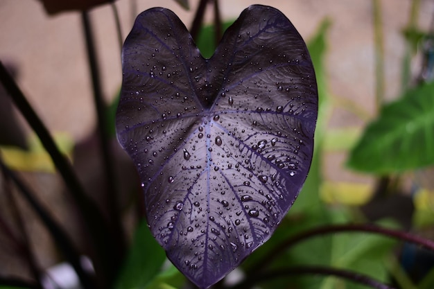 Foto colocasia corallo nero bellissimo nero in una giornata piovosa