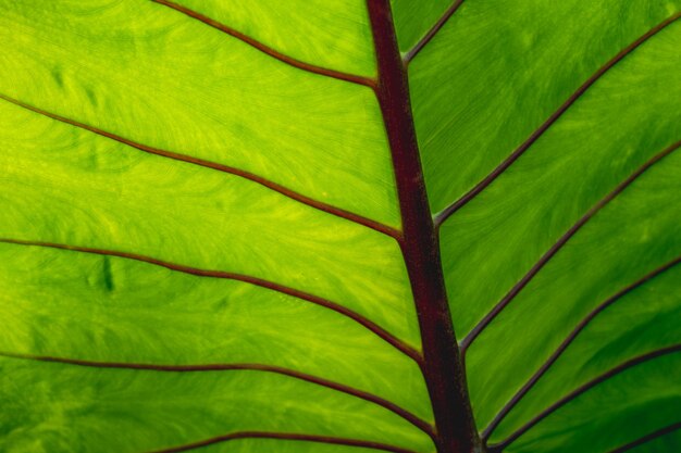 Colocasia esculenta 검은 산호는 벽지를 만들기 위한 아름다운 잎 질감으로 휴가를 닫습니다.