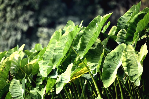 Photo colocasia esculenta elephantear plant green leaf