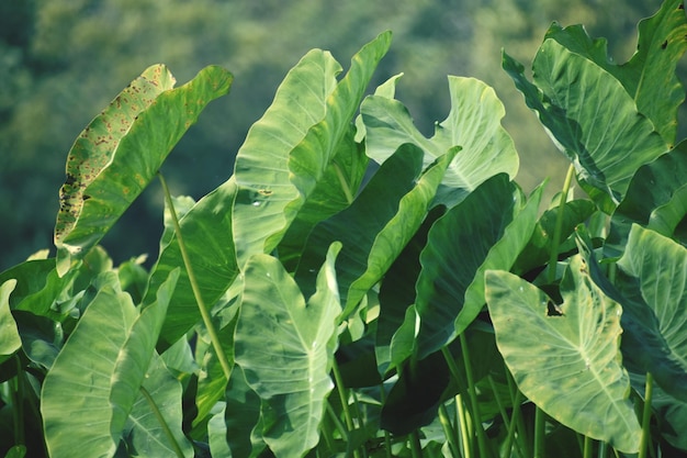 Colocasia esculenta or taro plant green leaf