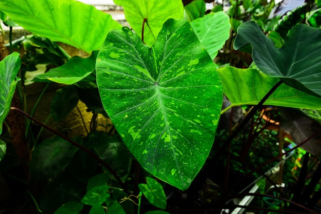 Photo colocasia lemon lime gecko is growing beautifully