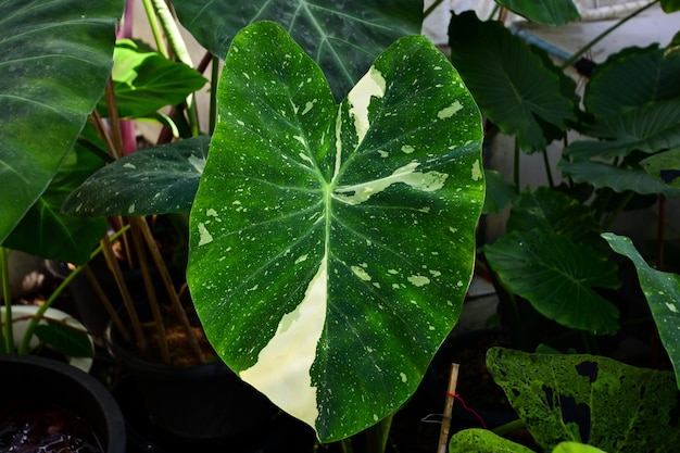 Colocasia milky way with unusual patterns