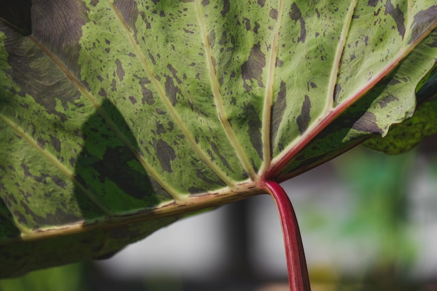 콜로카시아 모히토는 녹색 잎에 검은 반점이 있는 수생 식물입니다
