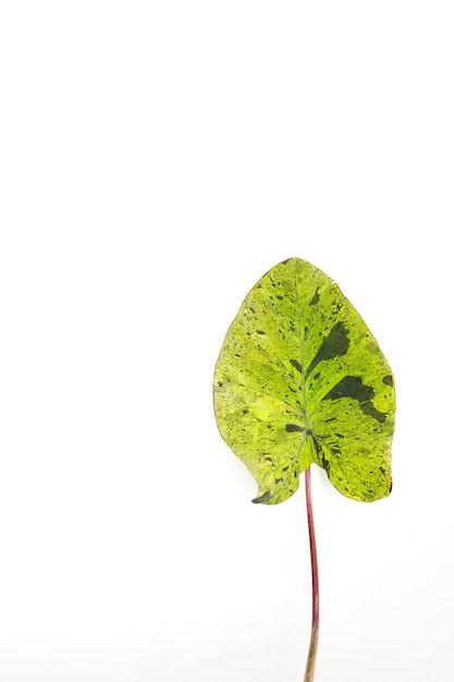 Colocasia mojito on white background