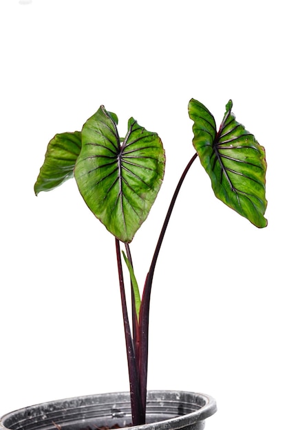 Colocasia pharoah's mask on white background