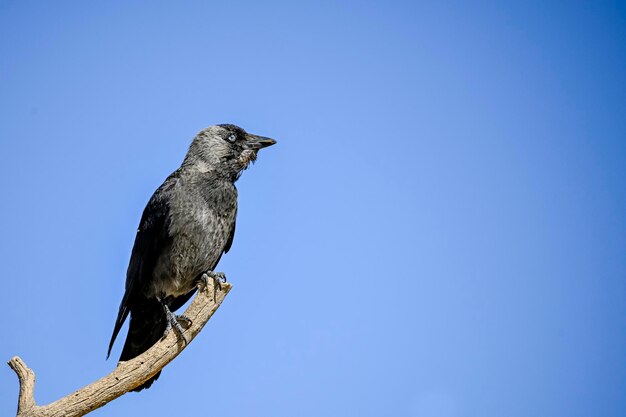 Coloeus monedula 서부 갈까마귀는 corvidae 가족에 있는 passerine 새의 종입니다