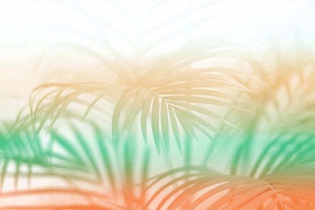 Photo cololful tropical palm leaf with shadow on white wall