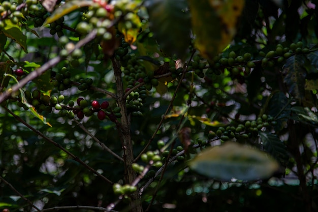 Foto cultura colombiana del caffè: questa macrofotografia mostra una pianta di caffè adornata con grappoli di chicchi in vari stadi di maturazione