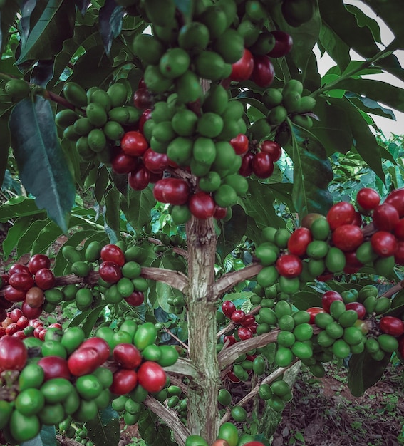 Colombian coffee ready to be harvested